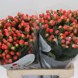 Freshy Hypericum “Mag Roy Princess” | Farbe: Rot | Länge ± 60 centimeter | Pro 25 Stiele frische Blumen