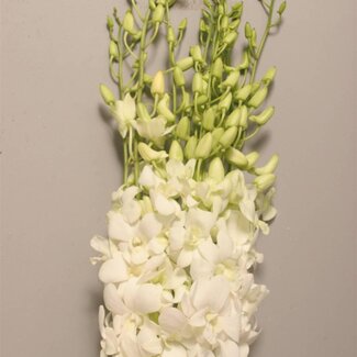 Freshy Dendrobium Bwl L | Farbe: Weiß | Länge ± 45 centimeter | Pro 10 Stiele frische Blumen