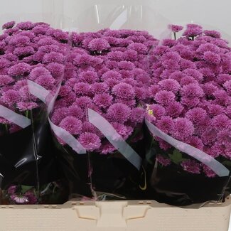 Freshy Chrysanthemum Chrysant Santini “Miller Lavender” | Kleur: Paars | Lengte ± 55 centimeter | Per 25 stelen verse bloemen