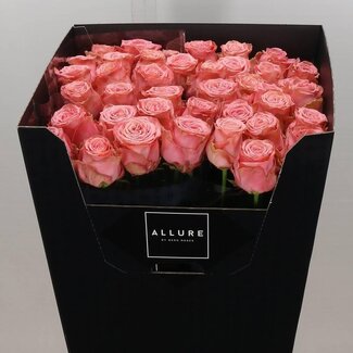 Freshy Rosa Sophia Loren Allure