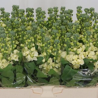 Freshy Matthiola Violier “Mathilda Jaune” | Couleur: Jaune | Longueur ± 56 centimeter | Par 10 tiges de fleurs fraîches