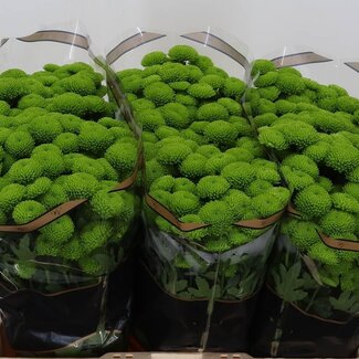 Freshy Chrysant santini Peptalk