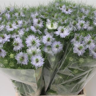 Freshy Nigella D Cloudy Lavender