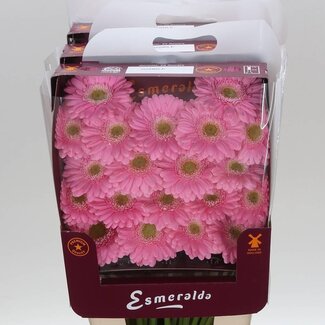 Freshy Ge Aqua .racket Mi Babble