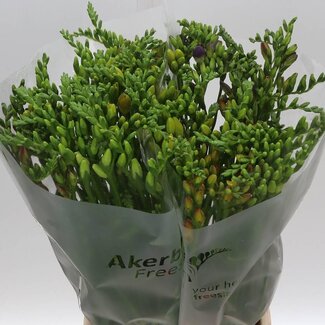 Freshy Enkelbloemige Freesia Gemengd Extra | Kleur: Gemengde Kleuren | Lengte ± 54 centimeter | Per 50 verse bloemen