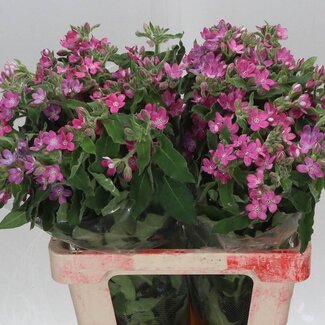 Freshy Oxypetalum Coeruleum “Pink Harmony” | Colour: Pink | Length ± 60 centimetre | Per 20 fresh flowers