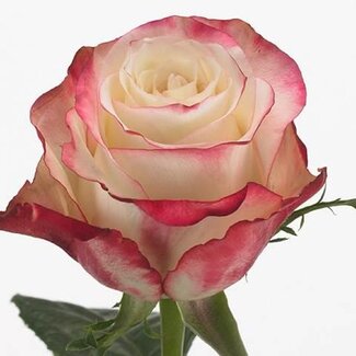 Freshy R Eq Sweetness