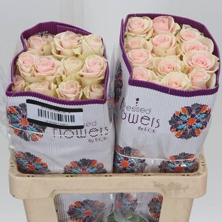 Freshy R Eq Blessing