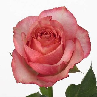 Freshy R Eq Coral Reef