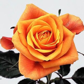 Freshy R Eq Cherry Brandy