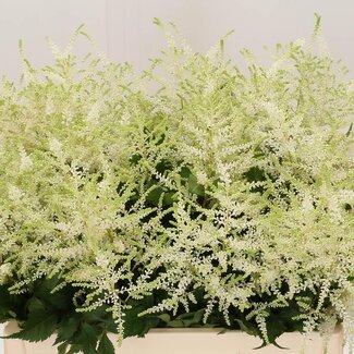 Freshy Astilbe Japonica “Washington” | Kleur: Wit | Lengte ± 60 centimeter | Per 10 stelen verse bloemen