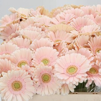 Freshy Germini Aqua “Alix-noor” | Kleur: Roze | Lengte ± 50 centimeter | Per 20 verse bloemen