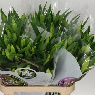 Freshy Lelie Oriental Aqua Pathos