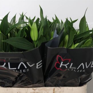 Freshy Lelie Oriental Aqua Santander