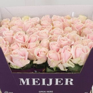 Freshy Rosa Sweet Avalanche