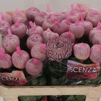 Freshy Chrysant deco Couture