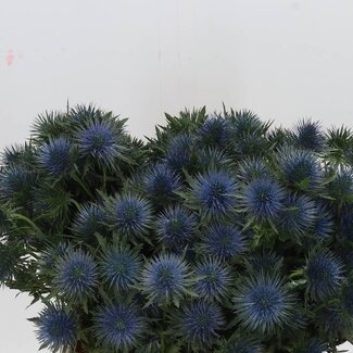 Freshy Eryngium Magnetar Qstar