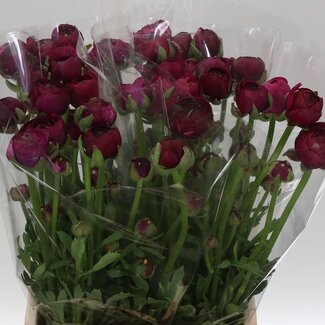 Freshy Ranunculus Amandine Bonbon Bio