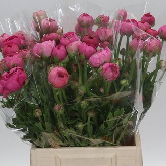 Freshy Ranunculus Elegance Dark Pink Bio