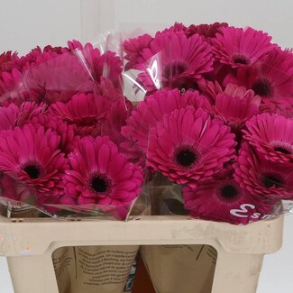 Freshy Gerbera * Rich X10