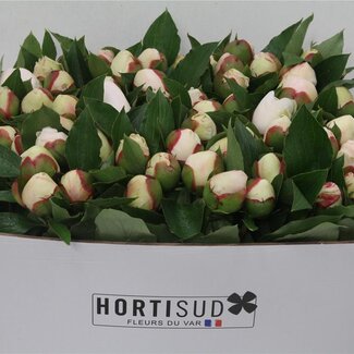 Freshy Paeonia L Festiva Maxima 60cm