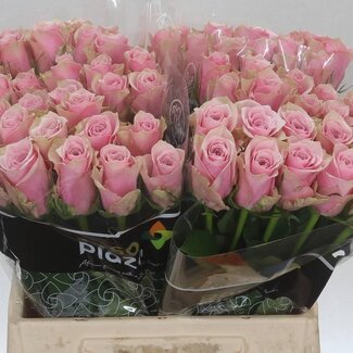 Freshy Rosa Athena Royale