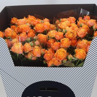 Freshy R tros Coral Bubbles Voorn