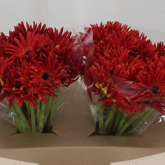 Freshy Gerbera * Pastini Soiree x25