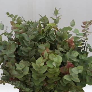 Freshy Eucalyptus Stuartiana Naturel | Kleur: Groen | Lengte ± 50 centimeter | Gewicht 150 gram | Per 5 bossen