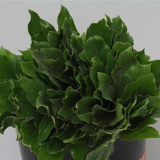 Freshy Fatshedera Lizei