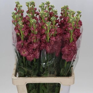 Freshy Violier Iron x30 Antique