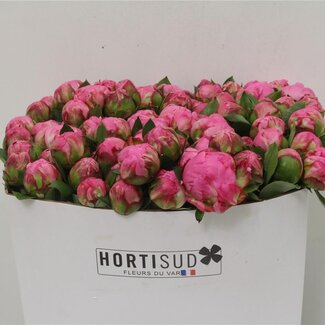 Freshy Paeonia L Alex Fleming 50cm