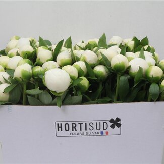 Freshy Paeonia L Duchesse D Nemours 70cm