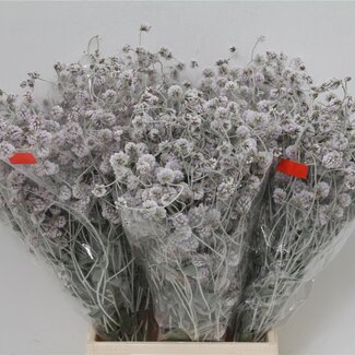 Freshy Ptilotus Exaltatus 50cm