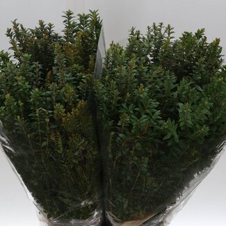 Freshy Myrtus Tarantino 250gr (p. bos)