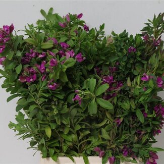Freshy Polygala 200gr (p. bos)