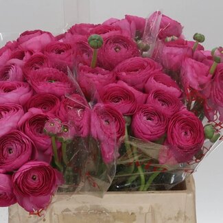Freshy Ranunculus Cloony L X10 Ciclamino