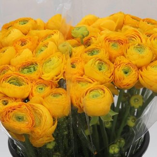 Freshy Ranunculus Cloony Xxl x25 Omega