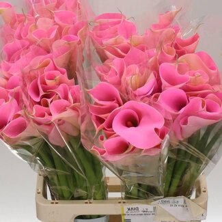 Freshy Zantedeschia Col Cerise