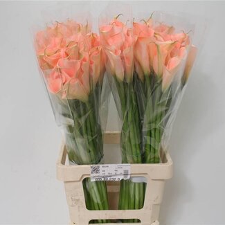 Freshy Zantedeschia Col Pink