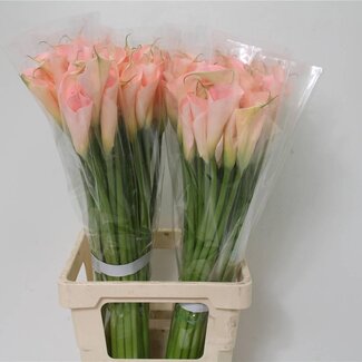Freshy Zantedeschia Col Salmon