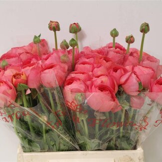 Freshy Ranunculus Cloony L X10 Fragolino