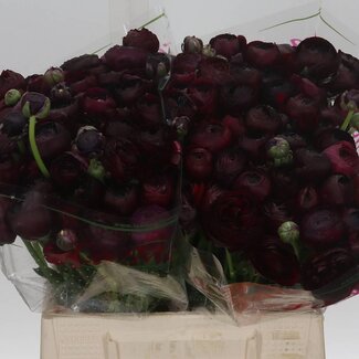 Freshy Ranunculus Cloony S X50 Nerone