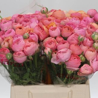 Freshy Ranunculus Cloony L X10 Lollipop