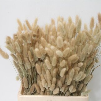 Freshy Lagurus (p. bos)