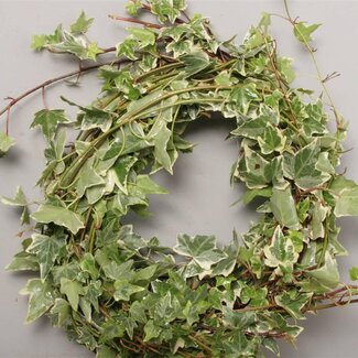 Freshy Hedera Helix Lierre panaché | Couleur: Vert Blanc | Longueur ± 100 centimeter | Par 10 branches