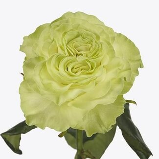 Freshy Rozen “Wasabi” LL | Kleur: Groen | Lengte ± 50 centimeter | Per 25 rozen