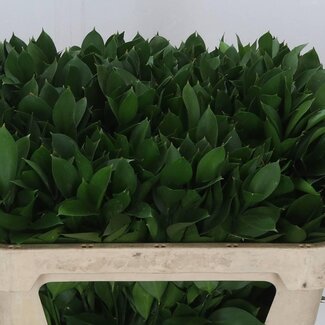 Freshy Ruscus Hypophyllum