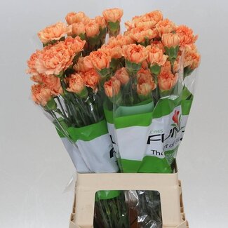Freshy Lange Anjer “Funza Caramel Cowboy” | Kleur: Oranje | Lengte ± 70 centimeter | Per 20 verse bloemen