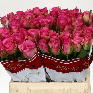 Freshy Rosa Royal Jewel